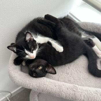 Rescue Domestic Short Hair Cats for Adoption in Seattle, Washington - Tuxie And Ink | PetCurious