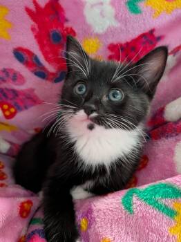 Splat the Cat -  Domestic Short Hair Cat for Adoption in UNIVERSITY PA, Maryland - Splat The Cat | PetCurious