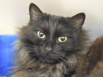 Domestic Long Hair Cats Available for Adoption in Portland, Oregon - Ruko | PetCurious
