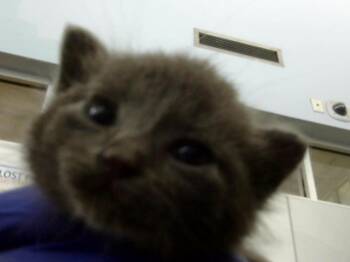 Domestic Medium Hair Cats Available for Adoption in Dallas, Texas - CUBA | PetCurious