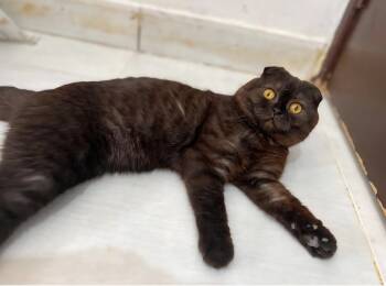 Rescue Scottish Fold Cats for Adoption in San Jacinto, California - Tawny | PetCurious