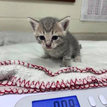 Domestic Short Hair Cats Available for Adoption in Bastrop, Texas - Isaiah 26-05-174 | PetCurious
