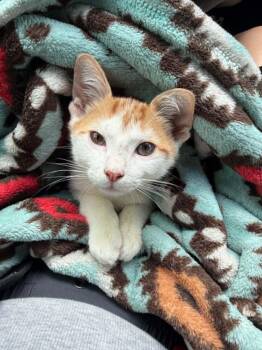Golden -  Domestic Short Hair Cat for Adoption in Mansfield, Texas - Golden | PetCurious