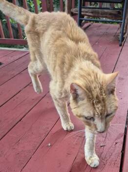 MANGO -  Domestic Short Hair Cat for Adoption in San Antonio, Texas - MANGO | PetCurious