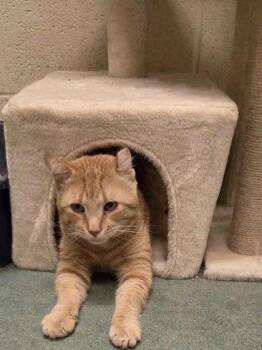 Arnie -  Domestic Short Hair Cat for Adoption in Williamsport, Pennsylvania - Arnie | PetCurious