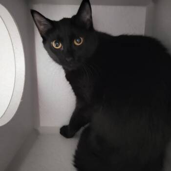 Domestic Short Hair Cats Available for Adoption in Priest River, Idaho - Riverwood | PetCurious