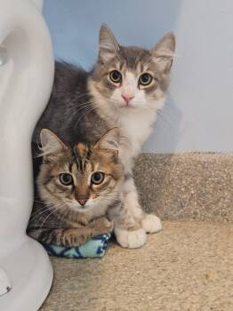 Rescue Domestic Long Hair Cats for Adoption in Westbrook, Connecticut - Spreckles, Bubbles And Pickles | PetCurious