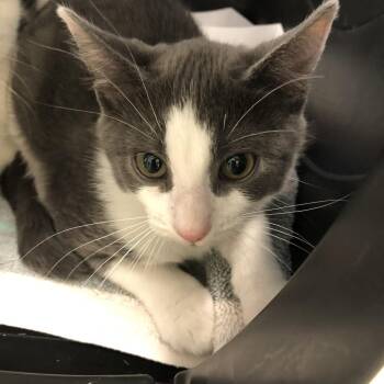 Justin -  Domestic Short Hair Cat for Adoption in Oak Park, Illinois - Justin | PetCurious