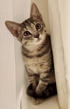 Rescue Domestic Short Hair Cats for Adoption in Fort Worth, Texas - Sage (pre Adopt) | PetCurious