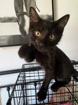 Domestic Short Hair and Bombay Cats Available for Adoption in Napa, California - Papi | PetCurious