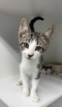 Davie ~ Available at PetSmart Warsaw, IN!! -  Domestic Short Hair Cat for Adoption in Rochester, Indiana - Davie ~ Available At PetSmart Warsaw, IN!! | PetCurious