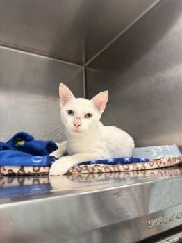 AVALYN -  Domestic Short Hair Cat for Adoption in Fort Walton Beach, Florida - AVALYN | PetCurious