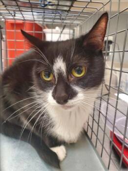 Rescue Domestic Short Hair Cats for Adoption in Las Vegas, Nevada - SOURPATCH | PetCurious