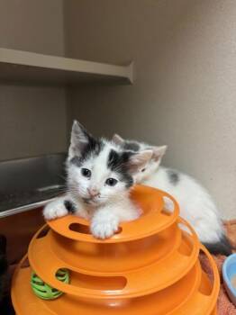 Spree -  Domestic Short Hair Cat for Adoption in Steamboat Springs, Colorado - Spree | PetCurious