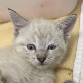 Senita (26-3X-3) -  Domestic Medium Hair Cat for Adoption in Rifle, Colorado - Senita (26-3X-3) | PetCurious