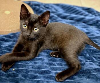 Binx and Finley -  Domestic Short Hair Cat for Adoption in Redlands, California - Binx And Finley | PetCurious