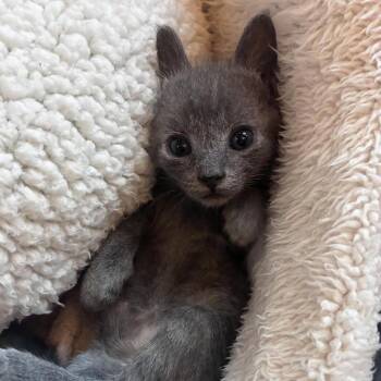 Poppy -  Domestic Short Hair Cat Available for Adoption - Poppy | PetCurious