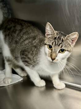 Rescue Domestic Short Hair Cats for Adoption in Sherwood, Arkansas - Squeaky | PetCurious