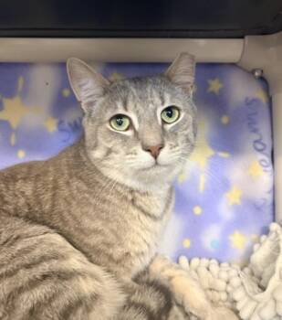 Domestic Short Hair Cats Available for Adoption in Hagerstown, Maryland - VOYAGER | PetCurious