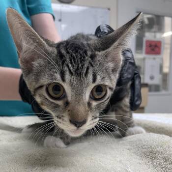 Ham -  Domestic Short Hair Cat for Adoption in Lakeland, Florida - Ham | PetCurious