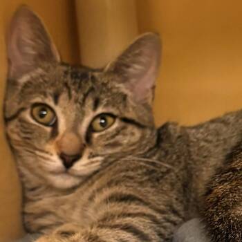 Tinkerbell -  Domestic Short Hair Cat for Adoption in East Hanover, New Jersey - Tinkerbell | PetCurious