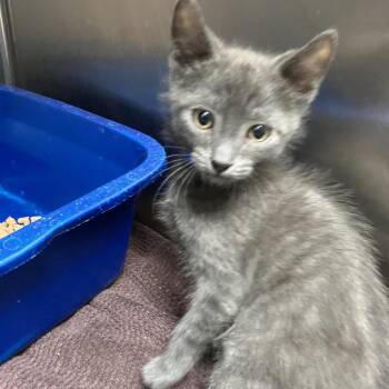 Domestic Short Hair Cats Available for Adoption in Lakeland, Florida - Cucumber | PetCurious