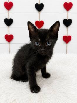 Dune -  Domestic Short Hair Cat for Adoption in Corpus Christi, Texas - Dune | PetCurious