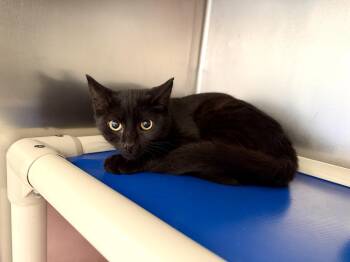 Peanut Butter -  Domestic Short Hair Cat for Adoption in Wantagh, New York - Peanut Butter | PetCurious