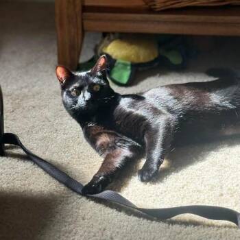 Sundae -  Domestic Short Hair Cat for Adoption in Greensburg, Pennsylvania - Sundae | PetCurious