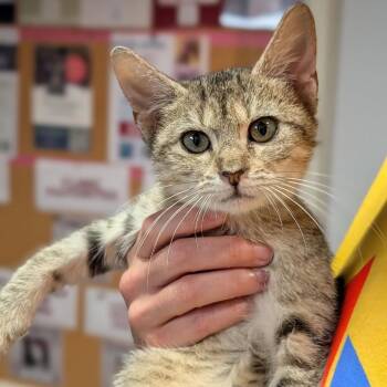 Estelle Houston -  Domestic Short Hair Cat for Adoption in Denver, Colorado - Estelle Houston | PetCurious