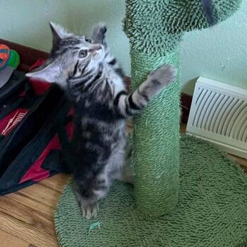 Tater Tot -  Domestic Short Hair Cat Available for Adoption in Middleton, Wisconsin - Tater Tot | PetCurious