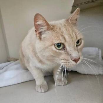 "Chester" -  Domestic Short Hair Cat for Adoption in Salt Lake City, Utah - "Chester" | PetCurious