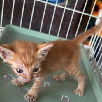 Saffron Sprite -  Domestic Short Hair Cat for Adoption in Boerne, Texas - Saffron Sprite | PetCurious