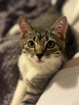 Rescue Domestic Short Hair Cats for Adoption in Mount Laurel Township, New Jersey - Fancy Branch | PetCurious