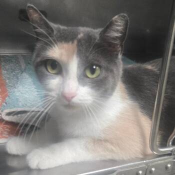 June -  Domestic Short Hair Cat for Adoption in San Jacinto, California - June | PetCurious
