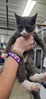 Boots -  Domestic Short Hair Cat for Adoption in Greensburg, Indiana - Boots | PetCurious