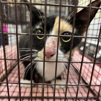 Jasmine -  Domestic Short Hair Cat for Adoption in Galveston, Texas - Jasmine | PetCurious