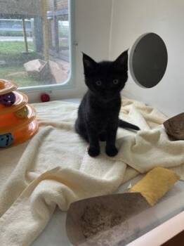 Domestic Short Hair Cats Available for Adoption in Fairfax, Virginia - Onyx | PetCurious