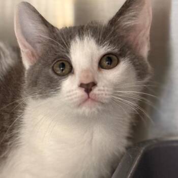 Cloudy -  Domestic Short Hair Cat for Adoption in Cumming, Georgia - Cloudy | PetCurious