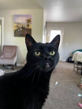 Domestic Short Hair Cats Available for Adoption in Oceanside, California - Olive | PetCurious