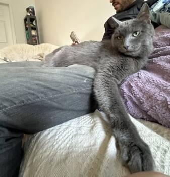 Rescue Domestic Short Hair Cats for Adoption in Chicago, Illinois - Momo | PetCurious