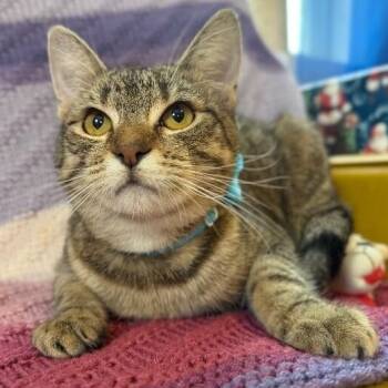 Camie the Gentle Gal -  Tabby and Domestic Short Hair Cat for Adoption in Friendswood, Texas - Camie The Gentle Gal | PetCurious