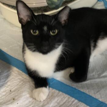 Rescue Domestic Short Hair Cats for Adoption - Chip | PetCurious