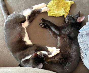 Domestic Short Hair Cats Available for Adoption - Noir | PetCurious