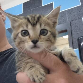 Domestic Short Hair Cats Available for Adoption in Ardmore, Oklahoma - Sissy | PetCurious