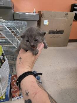 Domestic Short Hair Cats Available for Adoption in Burnsville, North Carolina - Agnes | PetCurious