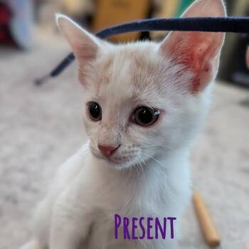 Present -  Domestic Short Hair Cat for Adoption in Flagstaff, Arizona - Present | PetCurious