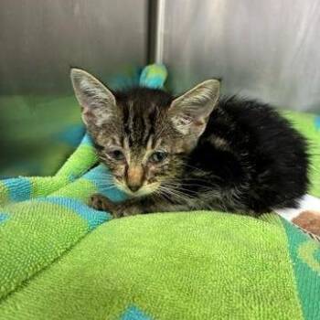 Tommi -  Domestic Short Hair Cat for Adoption in West Palm Beach, Florida - Tommi | PetCurious