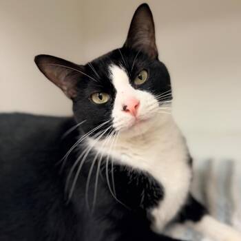Tux -  Domestic Short Hair Cat for Adoption in Champaign, Illinois - Tux | PetCurious