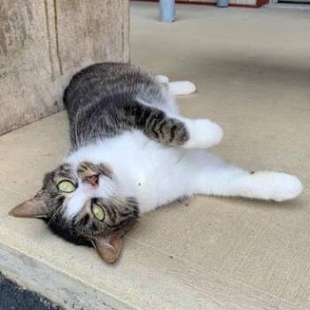 Coco -  Domestic Short Hair Cat for Adoption in Nashville, Indiana - Coco | PetCurious